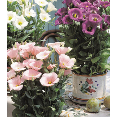 Семена Эустома горшечная F1 Флорида