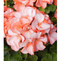 Семена Герань F1 Оранж Айс