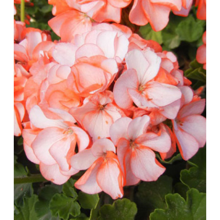 Семена Герань F1 Оранж Айс Семена Герань F1 Оранж Айс