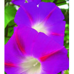 Семена Ипомея Красная звезда Семена Ипомея Красная звезда