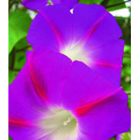 Семена Ипомея Красная звезда