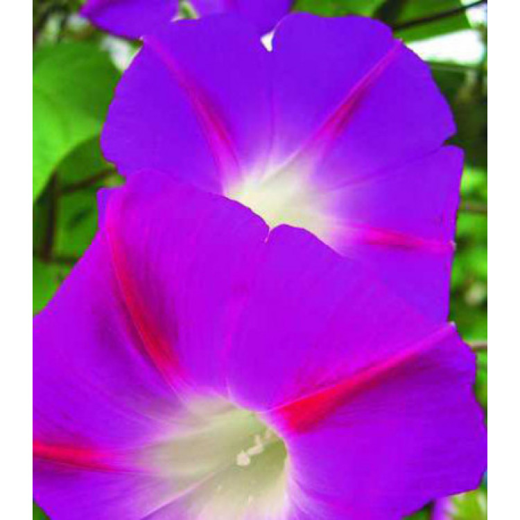 Семена Ипомея Красная звезда Семена Ипомея Красная звезда