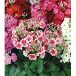 Семена Примула Огненная Леди Семена Примула Огненная Леди