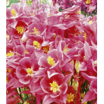 Семена Аквилегия Винки Семена Аквилегия Винки