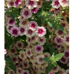 Семена Флокс Вишневая карамель Семена Флокс Вишневая карамель