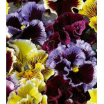 Семена Анютины глазки Рококо Микс Семена Анютины глазки Рококо Микс