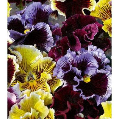 Семена Анютины глазки Рококо Микс