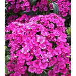 Семена Гвоздика турецкая F1 Джолт Пинк Семена Гвоздика турецкая F1 Джолт Пинк