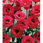 Семена Эустома срезочная F1 Мэйдж Ред