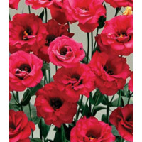 Семена Эустома срезочная F1 Мэйдж Ред