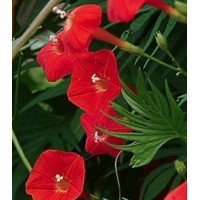 Семена Ипомея Квамоклит