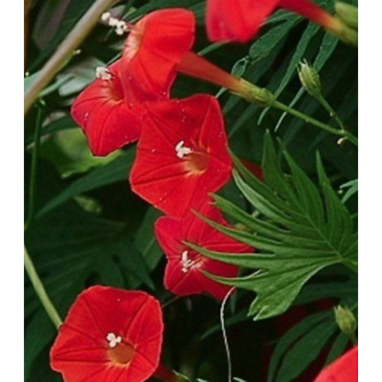 Семена Ипомея Квамоклит Семена Ипомея Квамоклит