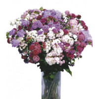 Семена Агератум F1 Таймлесс срезочный