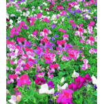 Семена Горошек душистый Энжел Семена Горошек душистый Энжел