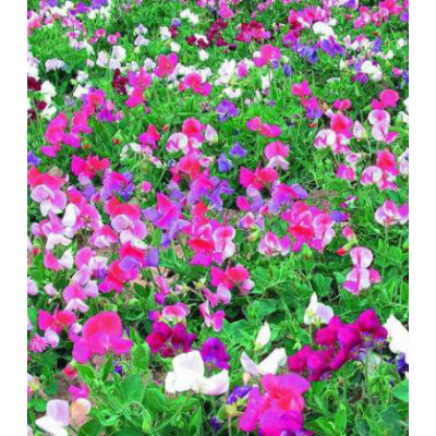 Семена Горошек душистый Энжел