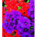 Семена Вербена F1 Кварц Ред энд Парпл Семена Вербена F1 Кварц Ред энд Парпл