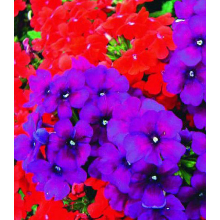 Семена Вербена F1 Кварц Ред энд Парпл Семена Вербена F1 Кварц Ред энд Парпл