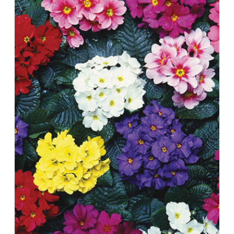 Семена Примула F1 Флавер Фрост Семена Примула F1 Флавер Фрост