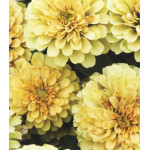 Семена Цинния F1 Розетта Лемон Семена Цинния F1 Розетта Лемон