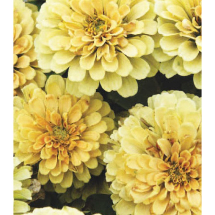 Семена Цинния F1 Розетта Лемон Семена Цинния F1 Розетта Лемон