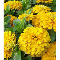 Семена Цинния F1 Компакт йеллоу