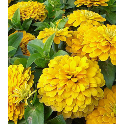 Семена Цинния F1 Компакт йеллоу