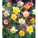 Семена Аквилегия обыкновенная Смесь окрасок Семена Аквилегия обыкновенная Смесь окрасок