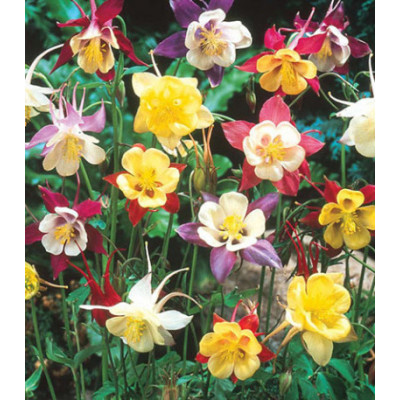 Семена Аквилегия обыкновенная Смесь окрасок