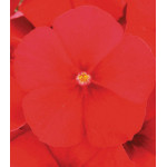 Семена Флокс Примавера Ред F1 Семена Флокс Примавера Ред F1