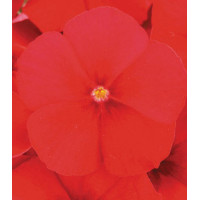 Семена Флокс Примавера Ред F1