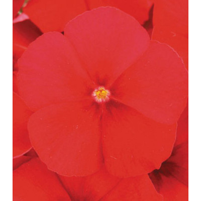 Семена Флокс Примавера Ред F1