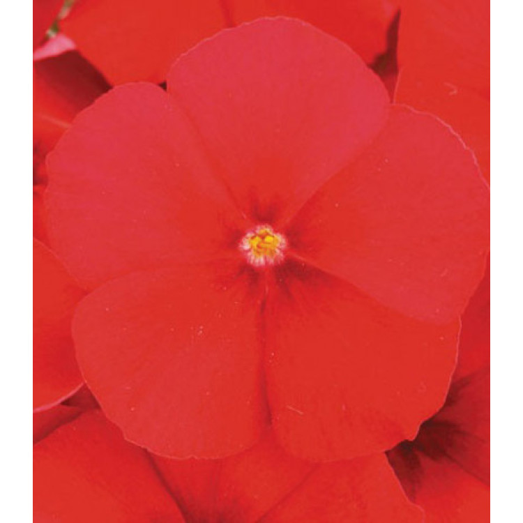 Семена Флокс Примавера Ред F1 Семена Флокс Примавера Ред F1