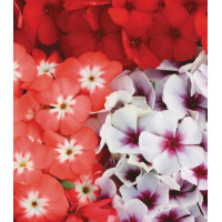 Семена Флокс Примавера смесь F1