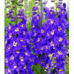 Семена Дельфиниум Король Артур Семена Дельфиниум Король Артур