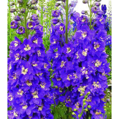 Семена Дельфиниум Король Артур