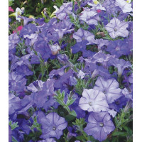 Семена Минитуния F1 Блу сторм