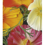 Семена Эшшольция Сверкающий ковер Семена Эшшольция Сверкающий ковер