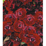 Семена Гвоздика Мираж Семена Гвоздика Мираж