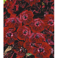 Семена Гвоздика Мираж