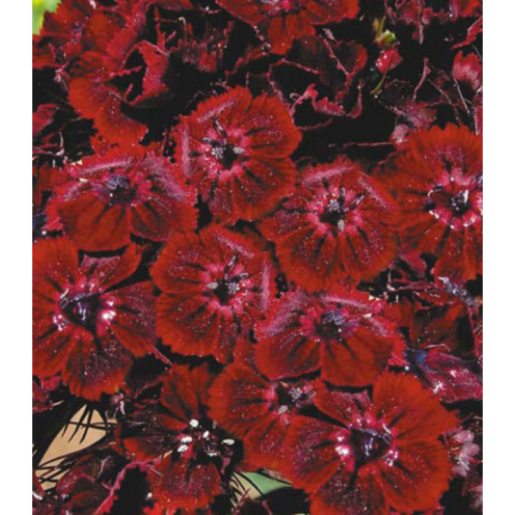 Семена Гвоздика Мираж Семена Гвоздика Мираж