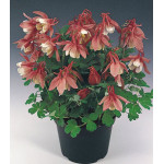 Семена Аквилегия Камео красная с белым Семена Аквилегия Камео красная с белым