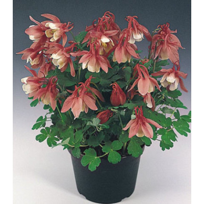 Семена Аквилегия Камео красная с белым