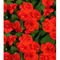 Семена Бальзамин Том Самб скарлет