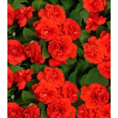 Семена Бальзамин Том Самб скарлет