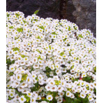 Семена Алиссум Снежный ковер Семена Алиссум Снежный ковер