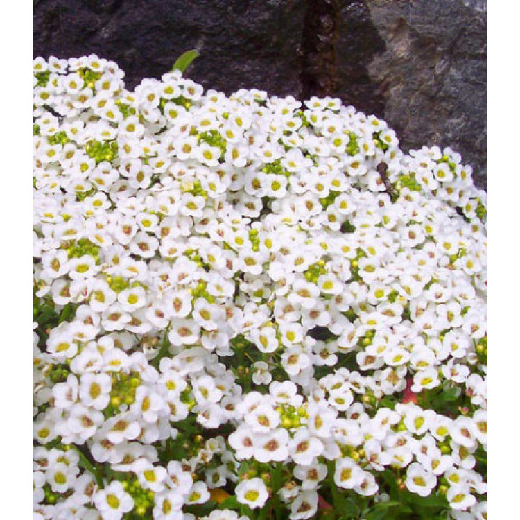 Семена Алиссум Снежный ковер Семена Алиссум Снежный ковер