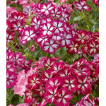 Семена Флокс Искра Семена Флокс Искра