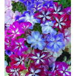 Семена Флокс Стари Айз Семена Флокс Стари Айз