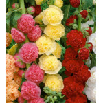 Семена Шток-роза Карнавал Семена Шток-роза Карнавал