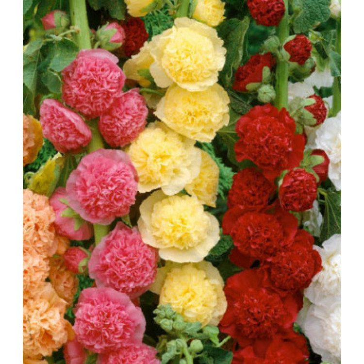 Семена Шток-роза Карнавал Семена Шток-роза Карнавал